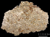 中文名:懸粒灰岩(NMNS000673-F031918)英文名:Floatstone(NMNS000673-F031918)