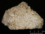 中文名:懸粒灰岩(NMNS000673-F031941)英文名:Floatstone(NMNS000673-F031941)