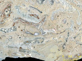 中文名:懸粒灰岩(NMNS000673-F032098)英文名:Floatstone(NMNS000673-F032098)