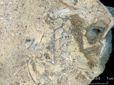 中文名:懸粒灰岩(NMNS000673-F032098)英文名:Floatstone(NMNS000673-F032098)