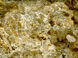中文名:懸粒灰岩(NMNS000675-F032165)英文名:Floatstone(NMNS000675-F032165)