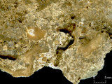 中文名:懸粒灰岩(NMNS000675-F032165)英文名:Floatstone(NMNS000675-F032165)