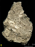 中文名:懸粒灰岩(NMNS000675-F032169)英文名:Floatstone(NMNS000675-F032169)