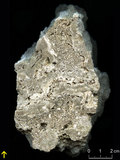 中文名:懸粒灰岩(NMNS000675-F032169)英文名:Floatstone(NMNS000675-F032169)