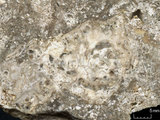 中文名:懸粒灰岩(NMNS000675-F032170)英文名:Floatstone(NMNS000675-F032170)
