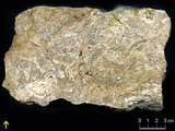 中文名:懸粒灰岩(NMNS000675-F032170)英文名:Floatstone(NMNS000675-F032170)