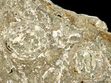 中文名:懸粒灰岩(NMNS000675-F032171)英文名:Floatstone(NMNS000675-F032171)