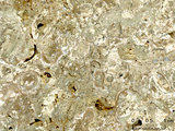 中文名:懸粒灰岩(NMNS000675-F032171)英文名:Floatstone(NMNS000675-F032171)