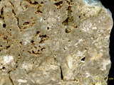 中文名:懸粒灰岩(NMNS000675-F032172)英文名:Floatstone(NMNS000675-F032172)