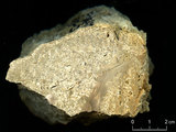 中文名:懸粒灰岩(NMNS000675-F032310)英文名:Floatstone(NMNS000675-F032310)