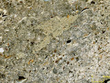 中文名:懸粒灰岩(NMNS000675-F032311)英文名:Floatstone(NMNS000675-F032311)