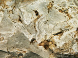中文名:懸粒灰岩(NMNS000675-F032378)英文名:Floatstone(NMNS000675-F032378)
