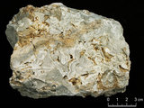 中文名:懸粒灰岩(NMNS000675-F032378)英文名:Floatstone(NMNS000675-F032378)