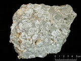 中文名:懸粒灰岩(NMNS000675-F032380)英文名:Floatstone(NMNS000675-F032380)