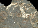 中文名:懸粒灰岩(NMNS000693-F032621)英文名:Floatstone(NMNS000693-F032621)