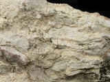 中文名:懸粒灰岩(NMNS000693-F032623)英文名:Floatstone(NMNS000693-F032623)