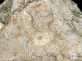 中文名:懸粒灰岩(NMNS000693-F032623)英文名:Floatstone(NMNS000693-F032623)