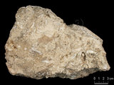 中文名:懸粒灰岩(NMNS000693-F032636)英文名:Floatstone(NMNS000693-F032636)
