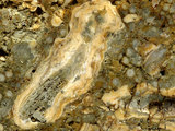 中文名:懸粒灰岩(NMNS000783-F033145)英文名:Floatstone(NMNS000783-F033145)