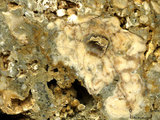 中文名:懸粒灰岩(NMNS000783-F033145)英文名:Floatstone(NMNS000783-F033145)