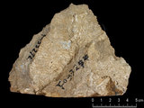 中文名:懸粒灰岩(NMNS000783-F033272)英文名:Floatstone(NMNS000783-F033272)