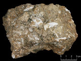 中文名:懸粒灰岩(NMNS000783-F033273)英文名:Floatstone(NMNS000783-F033273)