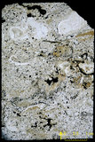 中文名:懸粒灰岩(NMNS000879-F033934)英文名:Floatstone(NMNS000879-F033934)