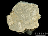 中文名:懸粒灰岩(NMNS000879-F033990)英文名:Floatstone(NMNS000879-F033990)