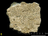 中文名:懸粒灰岩(NMNS000962-F034603)英文名:Floatstone(NMNS000962-F034603)