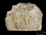 中文名:懸粒灰岩(NMNS000962-F034603)英文名:Floatstone(NMNS000962-F034603)