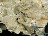 中文名:懸粒灰岩(NMNS000962-F034611)英文名:Floatstone(NMNS000962-F034611)