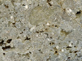 中文名:懸粒灰岩(NMNS000962-F034614)英文名:Floatstone(NMNS000962-F034614)