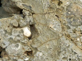 中文名:懸粒灰岩(NMNS000962-F034614)英文名:Floatstone(NMNS000962-F034614)