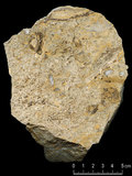 中文名:懸粒灰岩(NMNS004002-F037641)英文名:Floatstone(NMNS004002-F037641)