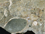中文名:懸粒灰岩(NMNS000700-F033025)英文名:Floatstone(NMNS000700-F033025)