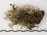中文名:粗皮石蕊(L00000356)學名:Cladonia scabriuscula (Del. In Duby) Leight(L00000356)