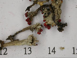 中文名:石蕊屬(L00000448)學名:Cladonia metacorallifera Asah.(L00000448)