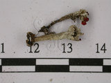 中文名:石蕊屬(L00000448)學名:Cladonia metacorallifera Asah.(L00000448)