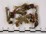 中文名:石蕊屬(L00000474)學名:Cladonia bellidiflora (Ach.) Schaer.(L00000474)