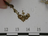 中文名:石蕊屬(L00000547)學名:Cladonia calycantha Del. ex Nyl.(L00000547)