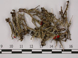 中文名:石蕊屬(L00000590)學名:Cladonia bellidiflora (Ach.) Schaer.(L00000590)