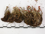 中文名:石蕊屬(L00000917)學名:Cladonia bellidiflora (Ach.) Schaer.(L00000917)