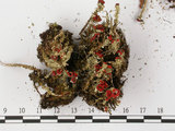 中文名:石蕊屬(L00000917)學名:Cladonia bellidiflora (Ach.) Schaer.(L00000917)