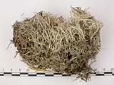中文名:石蕊屬(L00001463)學名:Cladonia ciliata (Stirt.) trass var. tenuis (Flk.) Ahti & Lai(L00001463)