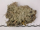 中文名:石蕊屬(L00001463)學名:Cladonia ciliata (Stirt.) trass var. tenuis (Flk.) Ahti & Lai(L00001463)