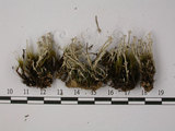 中文名:石蕊屬(L00001498)學名:Cladonia krempelhuberi Vain. var. subevoluta (Asah.) Asah.(L00001498)