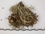 中文名:石蕊屬(L00001597)學名:Cladonia ceratophyllina (Nyl.) Vain.(L00001597)
