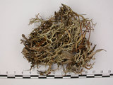 中文名:石蕊屬(L00001597)學名:Cladonia ceratophyllina (Nyl.) Vain.(L00001597)