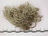 中文名:石蕊屬(L00001666)學名:Cladonia ciliata (Stirt.) Trass var. tenuis (Flk.) Ahti & Lai(L00001666)