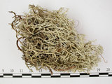 中文名:石蕊屬(L00001666)學名:Cladonia ciliata (Stirt.) Trass var. tenuis (Flk.) Ahti & Lai(L00001666)